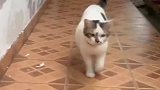 这猫走路怎么一副大佬样