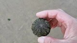 海田赶海捡海星，走着走着发现破渔网缠住了一条蛤蟆鱼，发财了