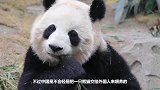 大熊猫第一次看见自己的宝宝，下一秒举动亮了，镜头记录全过程