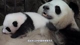 大熊猫第一次看见自己的宝宝，下一秒举动亮了，镜头记录全过程