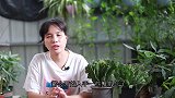 新买回来的蟹爪兰，养护注意好3点，成活就容易了