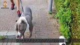 恶霸犬正在吃东西，不料碗突然被小主人抢走，恶霸的反应太逗了！
