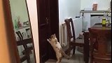猫：老吴起床了，再不起来上班迟到了！