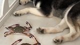 想吃螃蟹的哈士奇看见螃蟹居然怂了