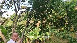 秋天丰收的季节，天然无公害柚子挂满枝头，带大家体验农家的乐趣