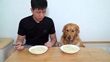 主人与狗狗吃面条比快，知道会输，但没想到输这么惨！