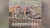 多只老虎疑霸凌1只虎引游客惊呼，动物园回应