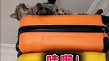 开玩笑，我可是你猫哥
