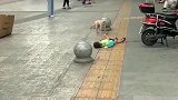 小男孩在大街上耍无赖不回家，当看到这一幕的画面，狗狗都傻了
