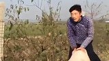 二货养猪原来是可以骑的