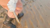 乡村生活：找到一片带子繁殖地，差点陷下去！还捉到章鱼，还不错