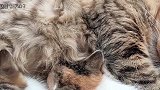 小猫咪们吃着奶，睡着觉，这个时候看着很安静，很舒服。