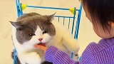 这么可爱的小猫咪，竟然喜欢坐小推车