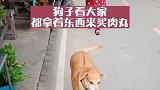狗狗看大家都拿钱买肉丸，自己叼了一块树叶，摊主给了狗子肉丸