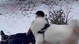 当狗子也想玩雪橇，小脚脚没有地方放时，试图骑在主人头上