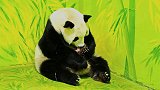 与国同庆！大熊猫梅清在国庆前夕成功诞下熊猫宝宝 取名“国庆”