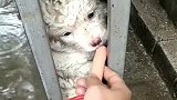流浪小奶狗被卡在缝隙里，小眼神可怜又无助！