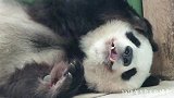 大熊猫睡觉的姿势太有看点了，我都觉得不好意思