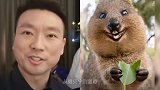 太招笑了!继朱广权之后康辉又被董卿调侃,称他毕业于早到田大学