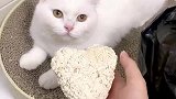 我的猫居然送我一坨爱心粑粑