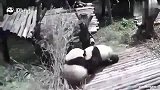 熊猫：三天不打，上房揭瓦