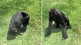 澳大利亚：一大猩猩温柔照顾受伤的鸟儿，被赞绅士