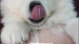 就萨摩耶这颜值，谁能忍心让他去拉雪橇呀