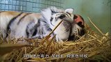 母爱的光辉镜头记录虎宝宝出生全过程，让人感动