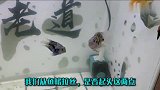 为什么两个鱼缸的迷你鹦鹉鱼色泽完全不一样？