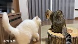 在家待久的俩猫咪，互看不顺眼，一场大战即将展开