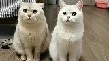 主人教银渐层别管别人家闲事，小猫咪回应我就不！