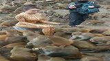 一美女穿着豹纹衣服坐在猴群里，你是在干什么以为自己是猴子吗