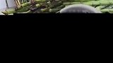 摊主卖甘蔗切割机都用上了，这得卖多少甘蔗才能回本啊
