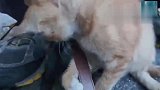 遇见一只不怕人的流浪猫，就和小猫玩了半天，发觉不对劲！