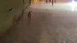晚上遛狗突然下暴雨，好好的柯基硬生生淋成落汤基