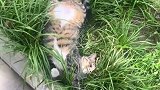 流浪猫真的可怜，这是怎么了