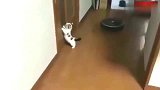 狸花猫：我叫的车来了，我先走了哈！
