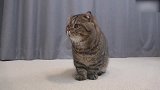 奶萌奶萌的小猫咪上线，这呆呆的小表情，萌的我心都化了！