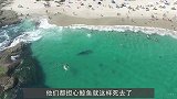 鲸鱼一心求死，拼命往沙滩上游，专家在肚子里发现了“秘密”！