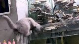 猫咪调皮去捞鱼缸里的鱼，结果自己掉水里吓个半死！