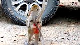 眼睛受伤几乎失明的阿德拉抱着猴妈，虚弱的样子看起来很可怜