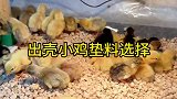 出壳的小鸡垫料如何选择？