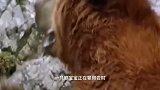 动物：400斤狮子猎杀小黑熊，反被黑熊妈一顿暴打