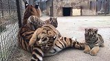 超会享受的小老虎，每次玩累了都要趴在妈妈肚子上！