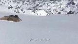 野猪在雪地里上演夺命狂奔，迈着小短腿跑得贼快！网友-为了活命