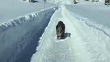 野猪在雪地里上演夺命狂奔，迈着小短腿跑得贼快！网友-为了活命