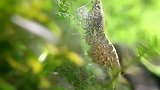 小虾大战蜗虫，以一敌三，精彩在最后一秒