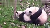 国宝熊猫跑到了办公室“撒野”,这个奶妈还阻止不了它！