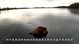 冰面上一个家伙正在挣扎，男子上去一看，立马凿开冰面！