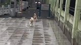 还真是跑得乱七八糟
